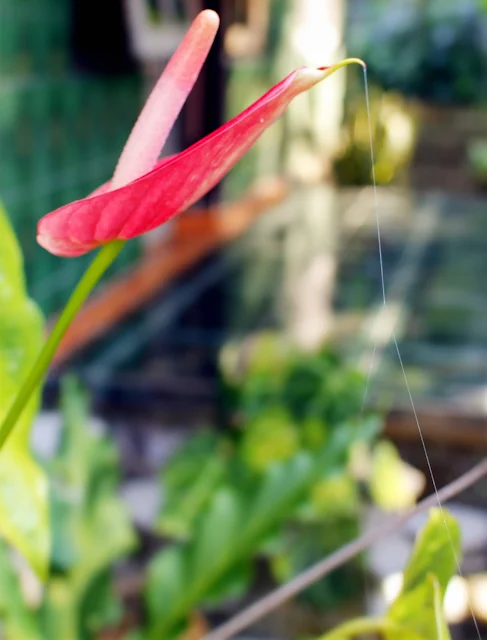 Foto Macro Bunga Yang Indah Di Taman