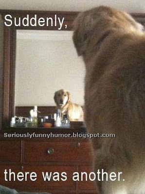 Dog looking at himself in the mirror - Suddenly, there was another! hahaha