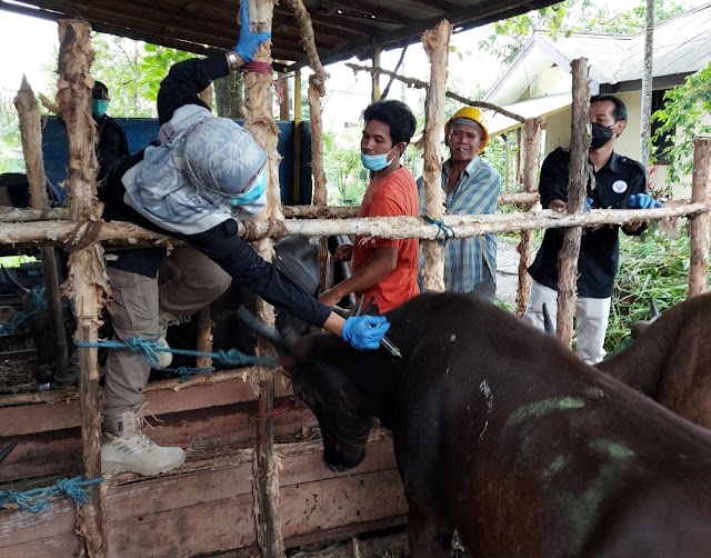 Ini Upaya Balai Veterineer, Seiring Meningkatnya Kasus  PMK di Kalsel