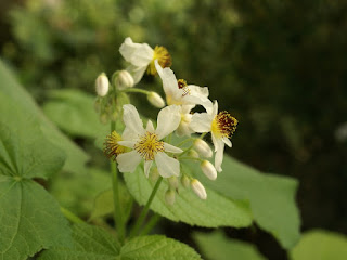 Tilleul d'appartement - Sparrmannia africana - Sparmannia africana