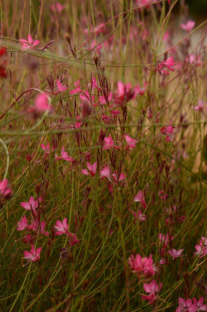 Gaura, oenothera, lindheimeri, pink, small sunny garden, amy myers, photography, desert garden, summer bloom, august