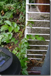 spiderswarm 2009-06-02 021
