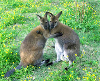 wallaby