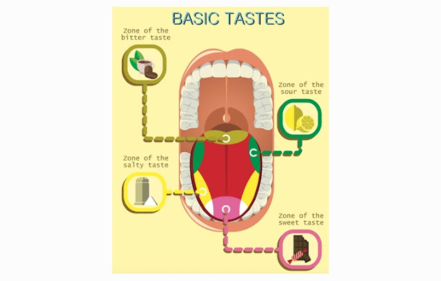 Tongue Taste Zone