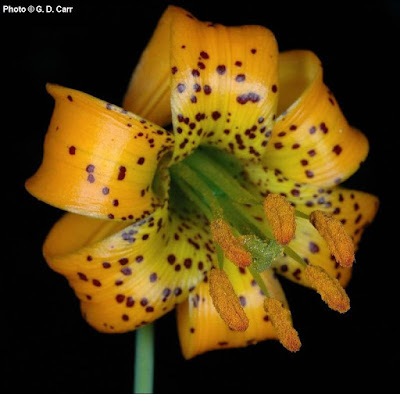 Лилия колумбийская (Lilium columbianum)
