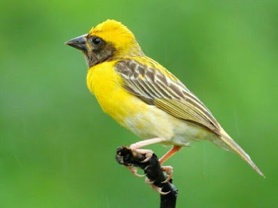 Baya weaver