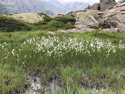 [Cyperaceae] Eriophorum scheuchzeri – White Cotton Grass (Pennacchi di Scheuchzer)