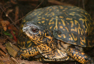 box turtle