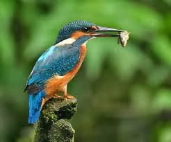 Sesuai dengan namanya, burung ini suka hidup di pepohonan dekat air. Dengan paruh yang tajam dan gerakan yang lincah, Burung Raja Udang adalah burung yang sangat piawai menangkap udang dan ikan