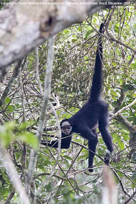 White cheeked spider monkey