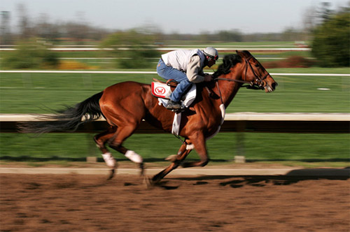 Panning Shots In Photography