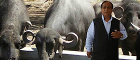 http://www.niticentral.com/2014/08/22/up-police-finds-azam-khans-buffaloes-more-precious-than-people-236393.html