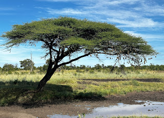 Acacia Tree next to a stream