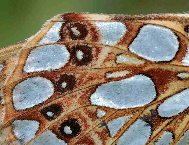 Kleiner Perlmutterfalter, Issoria lathonia