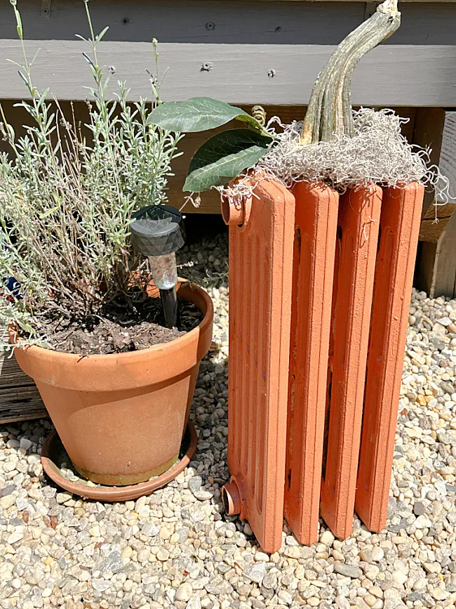 radiator pumpkin in garden