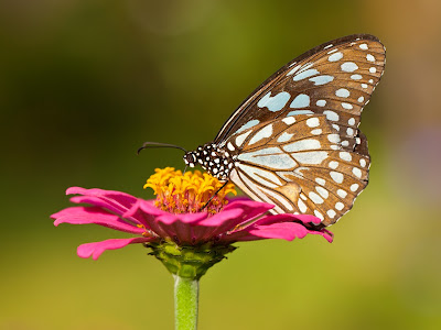 Butterfly Feeding on Nectar