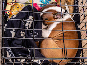 Photo of Ruby fast asleep in her cage