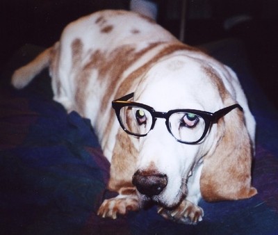 dog with glasses, dogs wear glasses, dogs and glasses, cute dog pictures