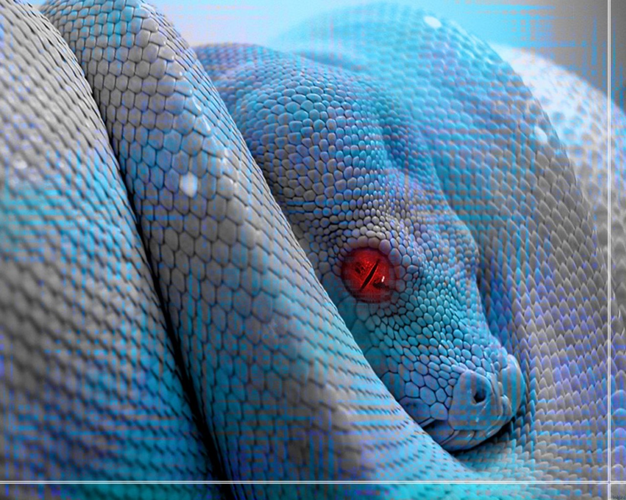 animals_reptiles-blue-snake-wallpaper_1.jpg