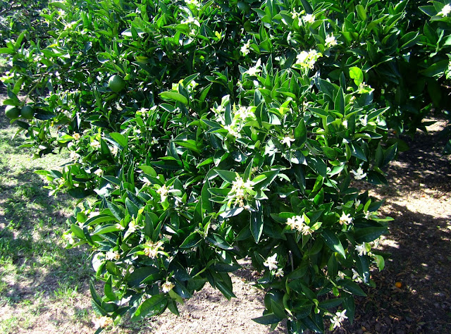 Blooming tangerine tree