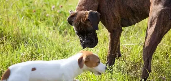 Can all dog breeds interbreed with each other?