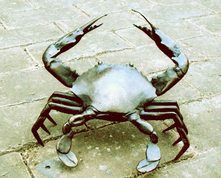 black crab