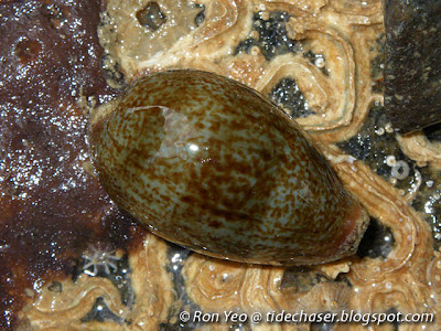 Ovum Cowrie (Erronea ovum)