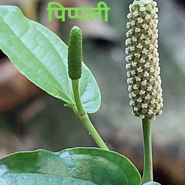 पिप्पली के फायदे पाचन से लेकर श्वसन सहायता में भी जबरदस्त काम करे 
