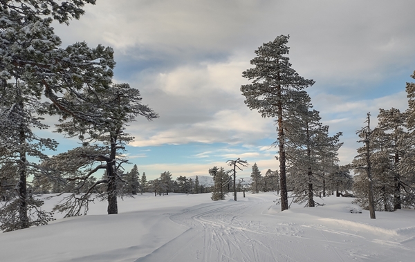 vikerfjell ringerudsetera søndre flåtjern