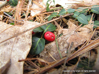 Partridge Berry