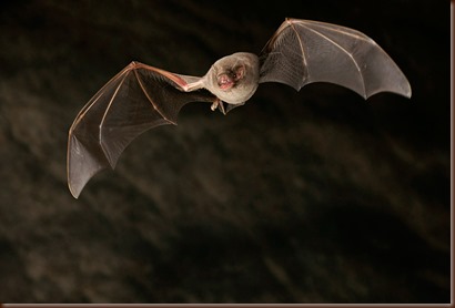 Miniopterus schreibersii