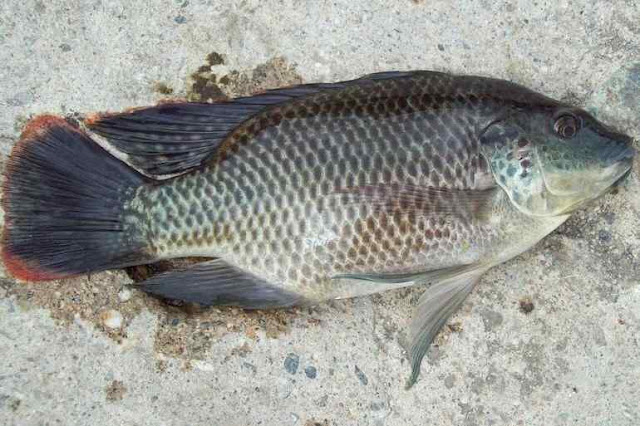gambar ikan nila liar