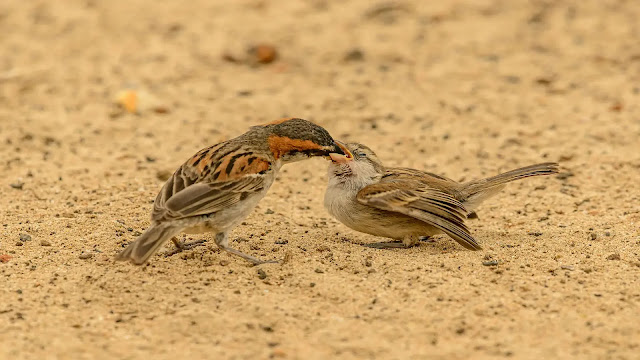 Birds regurgitating