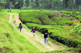 Wisata di Puncak ; Tea walk gunung mas puncak