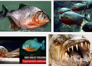 Ini Dia Ganasnya Ikan Piranha yang Makan Manusia 