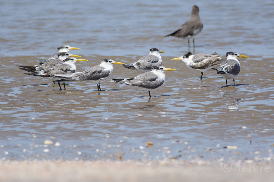 Tanutiir, Thalasseus bergii velox, Greater Crested Tern, tiir, sterna, Great, Swift