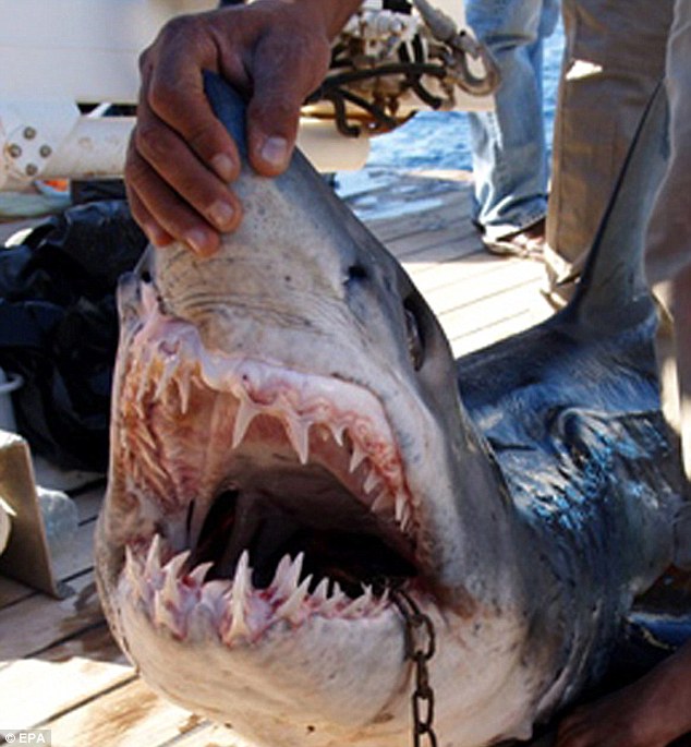 shark attacks helicopter. Red Sea shark attacks: One