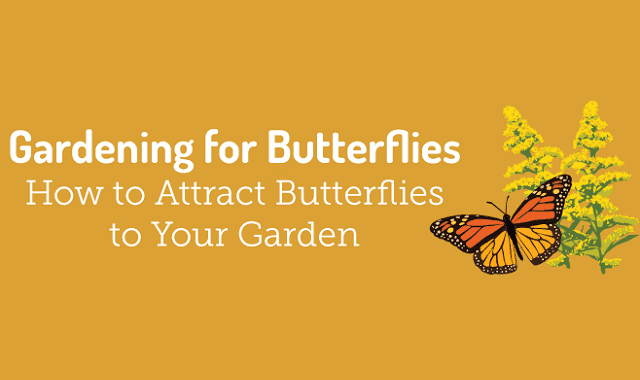 Gardening for Butterflies How to Attract Butterflies to Your Garden