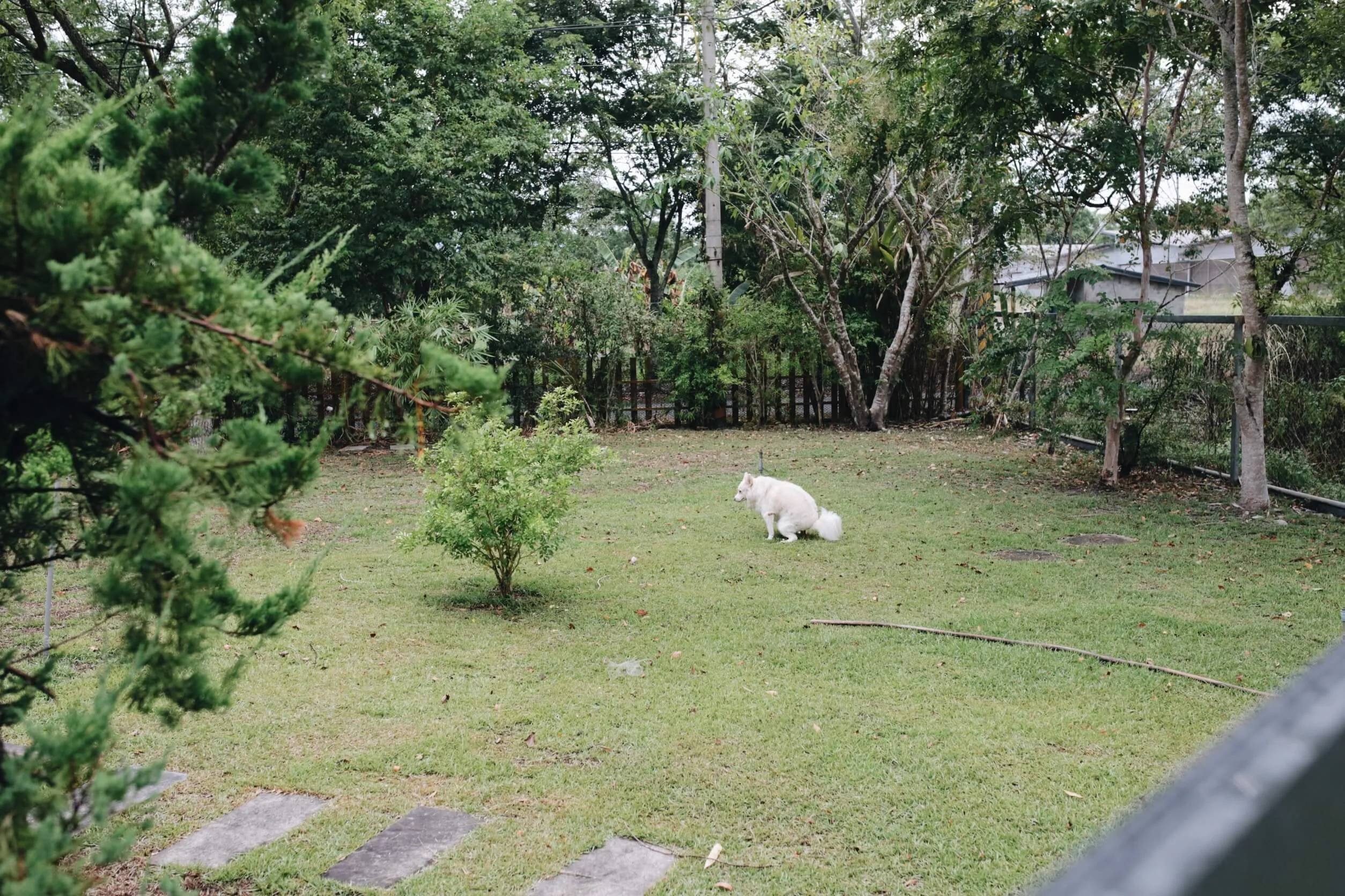 花蓮瑞穗住宿-花蓮寵物民宿-瑞穗寵物友善住宿-瑞穗親子住宿-瑞穗景點推薦-瑞穗溫泉民宿-依比鴨鴨民宿-依比鴨鴨早餐