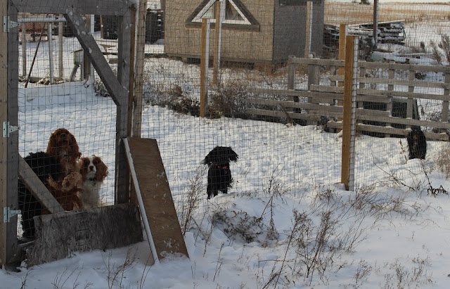 Dogs outside in the kennel