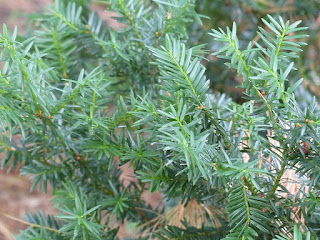 If hybride - Taxus x media - Taxus baccata x Taxus cuspidata 