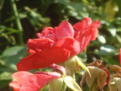 fleur rouge pâle