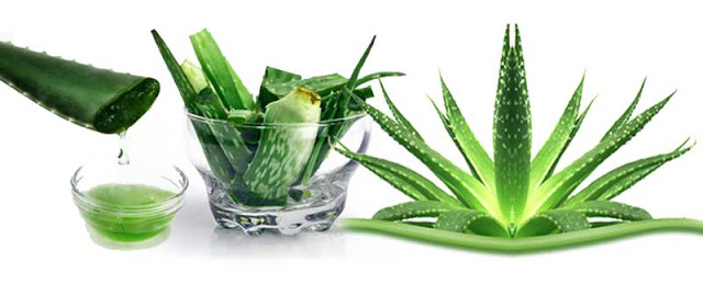 Savila, Aloe Vera, beneficios, salud