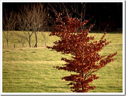 7 Dec 12 31-12-2011 14-26-35.ORF