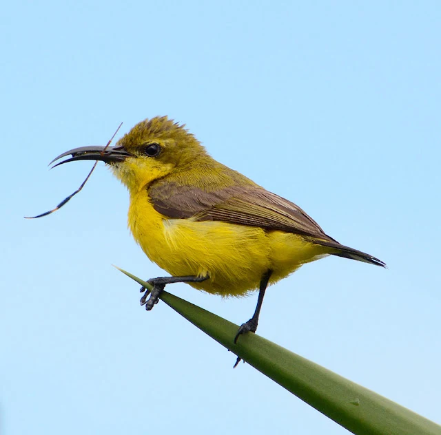 Yellow-bellied sunbird with a large spider leg in its beak