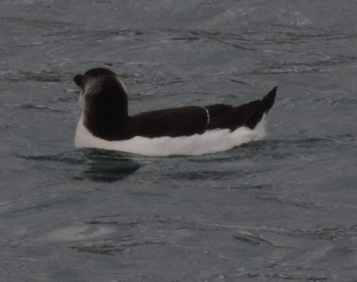 Págalo grande (Stercorarius skua; Marikoi handi)