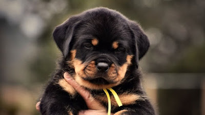 AKC Rottweiler Puppies For Sale Near Me