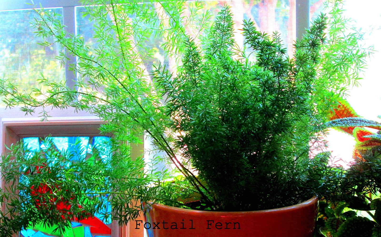 AT HOME WITH JEMMA: Winter Windowsill Garden