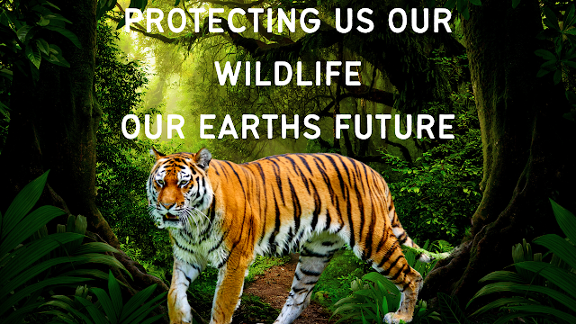 A tiger in the jungle  walking and a message for us all to save our future