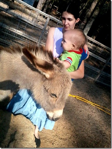 Nikolai likes the donkey